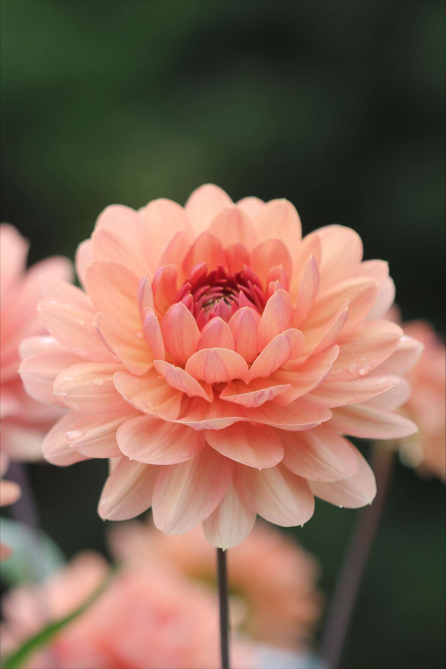 Dahlie ‘Château de la Bourdaisière’ - Dahlia